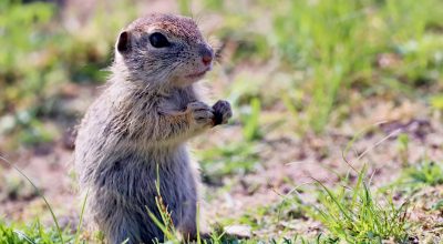 veverkolog-gopher-5385174_1920
